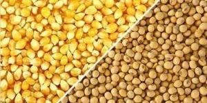 أسعار
      الأعلاف
      والحبوب
      اليوم،
      انخفاض
      جديد
      في
      سعر
      الذرة
      المستوردة
      بالأسواق