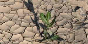 طوارئ فى إيطاليا بسبب الجفاف وتقنين مياه الشرب..نقص المياه يضرب حقول الأرز الجفاف