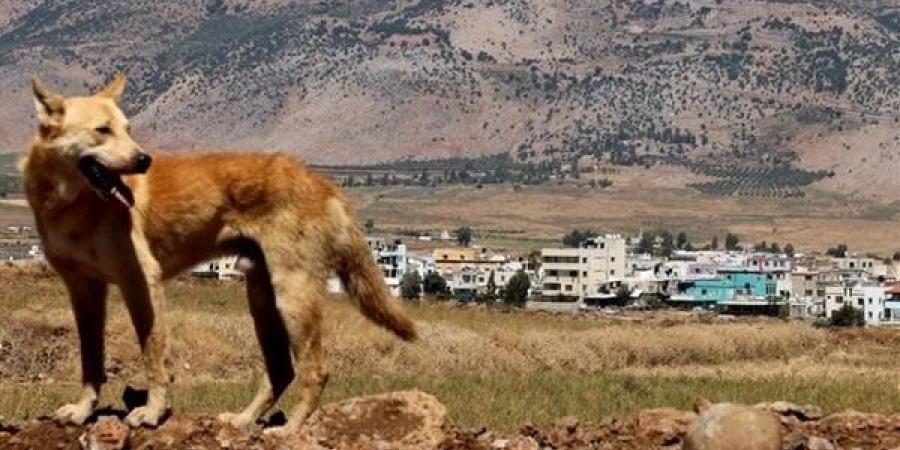 كلب
      من
      وحدة
      "عوكيتس"
      الإسرائيلية
      يسجل
      مشاهد
      من
      داخل
      نفق
      لـ
      حماس(فيديو)