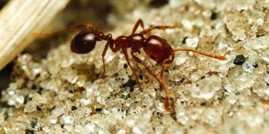 تفسير
      حلم
      ضرب
      النمل
      في
      المنام
      وعلاقته
      بزوال
      الهموم
      وانفراج
      الكروب