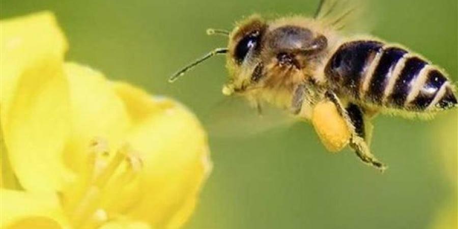 مع
      حلول
      الربيع،
      كيف
      تتجنب
      لسع
      النحل
      والدبابير؟