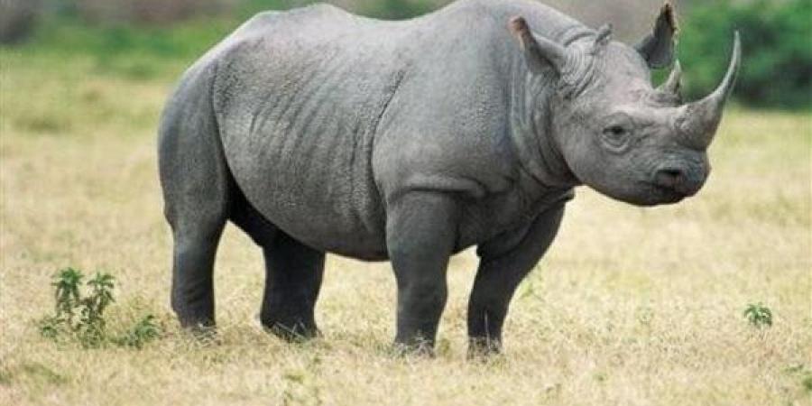 ناقوس
      خطر
      بسبب
      حيوان
      وحيد
      القرن،
      ما
      القصة؟
