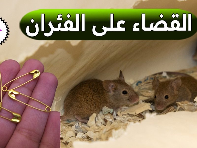 فكرة ممتازة تعلمي طريقة طرد الفئران من المنزل