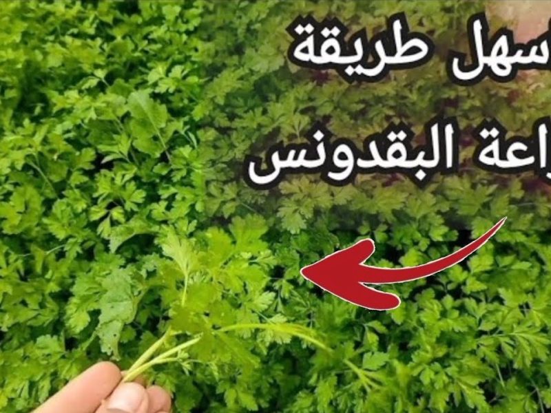 بدون تكلفة طريقة زراعة البقدونس في المنزل يومياً