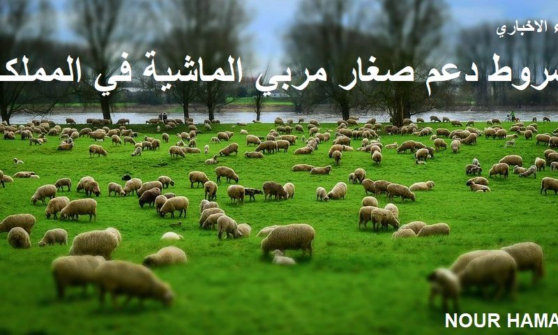 ما هي شروط دعم صغار مربي الماشية في المملكة 1446؟ وزارة البيئة والزراعة تجيب