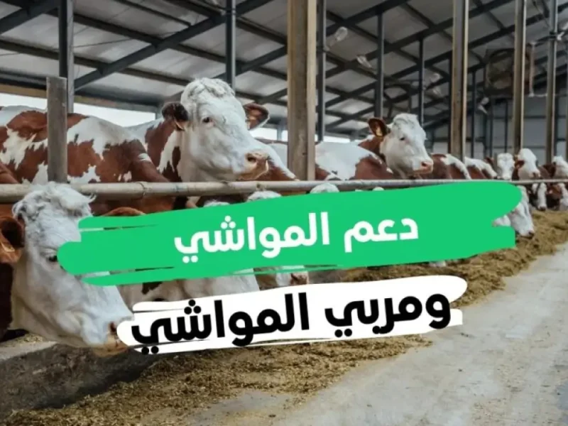 بأهم شروط الدعم احصل على رابط التسجيل في دعم المواشي 1446