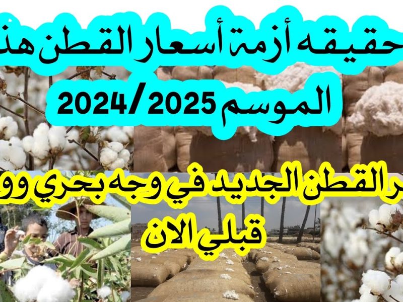 بالوجه البحري والقبلي تعرف علي أسعار القطن اليوم لشهر نوفمبر 2024