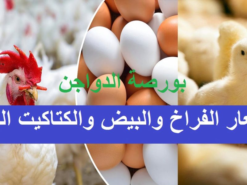 أسعار بورصة الدواجن اليوم السبت 16/11/2024 في الأسواق