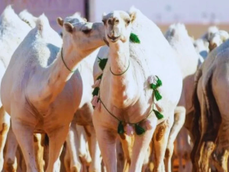 بالشروط والخطوات احصل علي رابط التصويت علي مسابقة راعي النظر منقية الجزيره