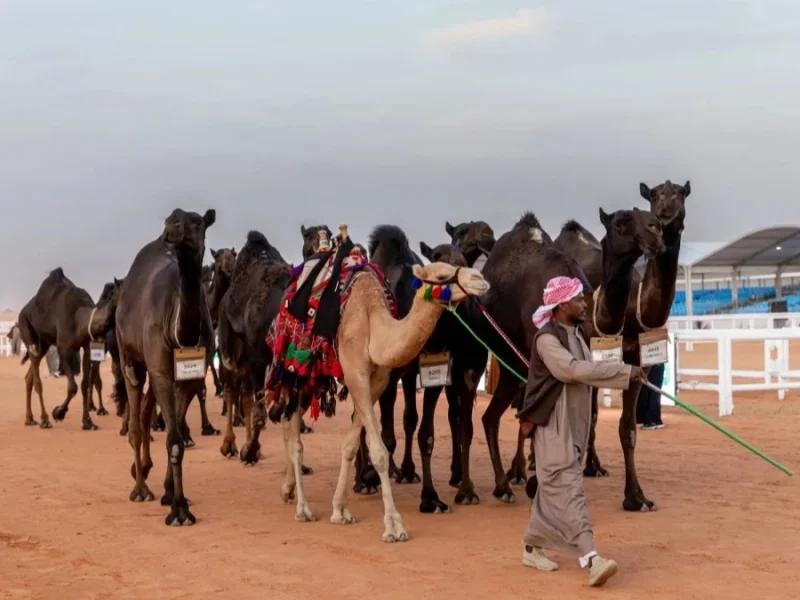 منقية الجزيرة تعلن عن رابط تصويت الصياهد النصف نهائي 2024- 2025