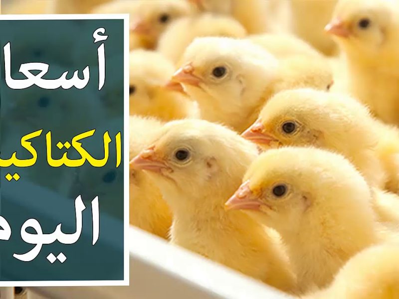 سعر الكتكوت الأبيض اليوم الأربعاء 11 ديسمبر 2024