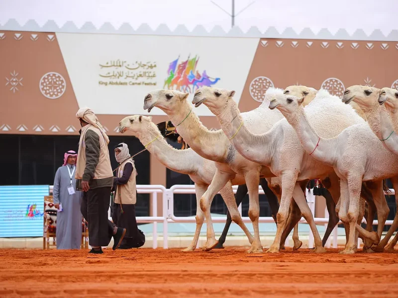 قائمة الفائزين في سباق الهجن ضمن مهرجان الملك عبدالعزيز للإبل 9