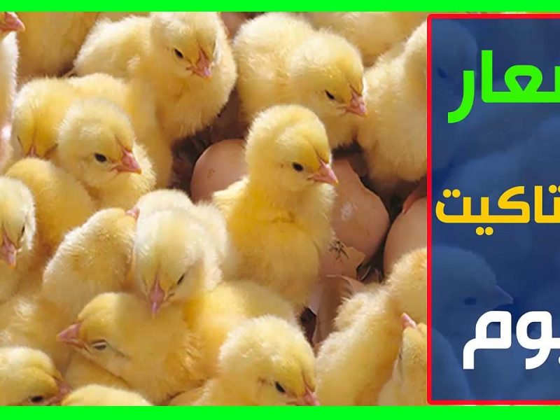 بورصة الدواجن اليوم تعرف علي أسعار الكتاكيت اليوم الثلاثاء 28/1/2025