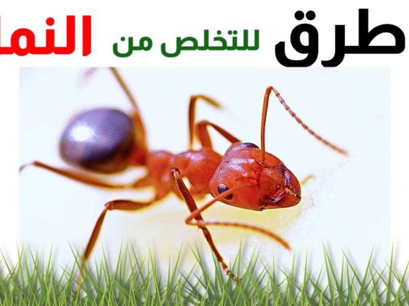 سر مذهل من الشيخ الشعراوي…لماذا يختفي النمل من محلات الحلويات؟ اكتشف المعجزة وراء هذه الظاهرة الغريبة