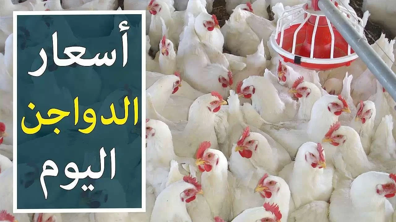 الدواجن اليوم