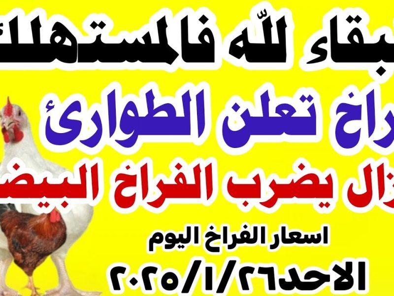 بورصة الدواجن تطرح سعر الفراخ والكتكوت الأبيض الأحد 26/1/2025