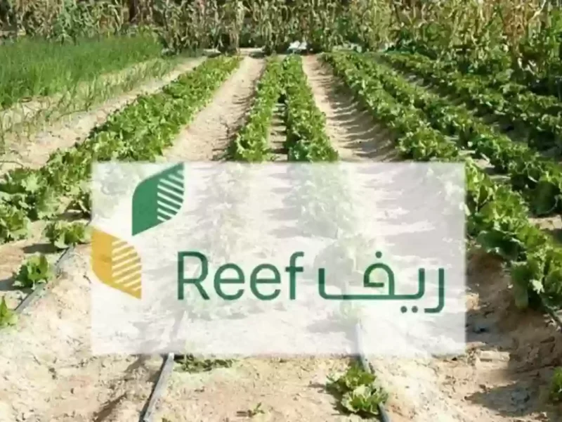 كيف تتحقق من أهليتك.. الاستعلام عن دعم ريف دفعة شهر مارس 2025 بخطوات بسيطة