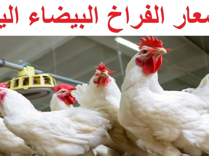 بعد التقلبات الأخيرة.. شوف أسعار الدواجن اليوم في مصر