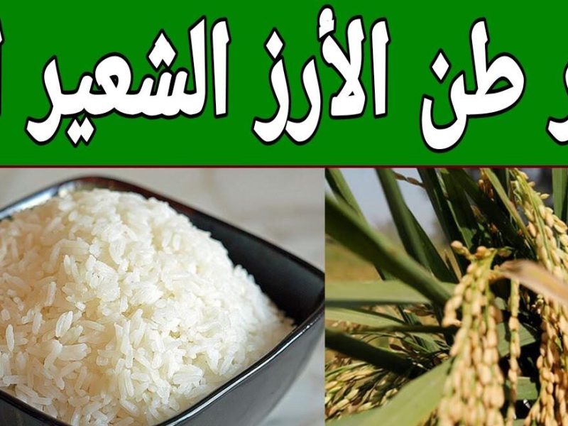 خزني في بيتك اليوم وإعرفي .. سعر طن الأرز الشعير 2/2/2025  داخل السوق