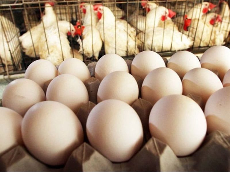 البيض بيكلمك النهاردة.. أسعار البيض اليوم الأربعاء 4/6/2025