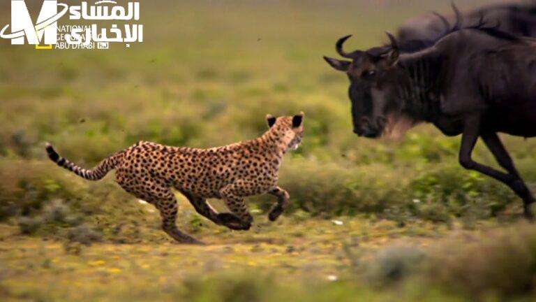 تردد قناة ناشيونال جيوغرافيك