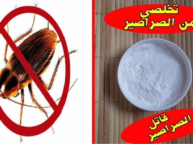 انسى الحشرات من النهاردة… مش محتاج كيماويات طرق طبيعية تخلصك نهائيًا من الصراصير والنمل والبق في بيتك