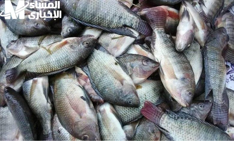 سمك على الفحم .. أسعار السمك البلطي والبوري اليوم الخميس 3/4/2025 في السوق
