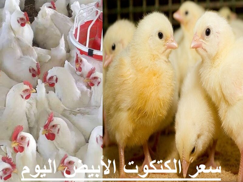 الفرخة سعرها عامل إزاي.. تعرف على سعر الكتكوت الأبيض والفراخ اليوم الإثنين 7/4/2025 في مصر
