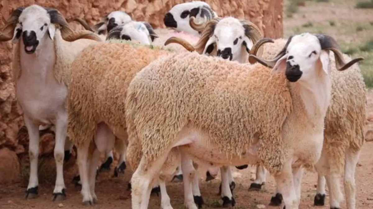أسعار الأضاحي عيد الأضحى