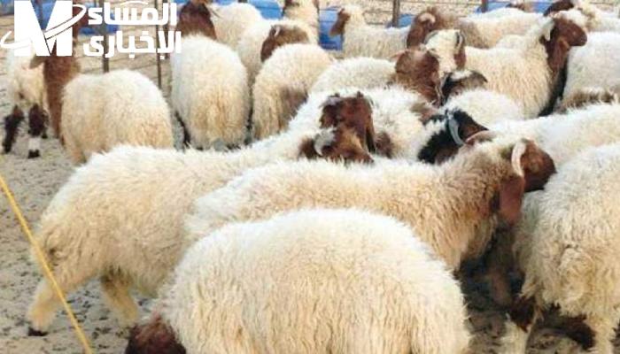 اسعار الأضاحي في مصر