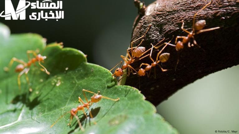 نملة مش هترجع تاني أبدًا .. طريقة آمنة لطرد الحشرات من غير مبيدات