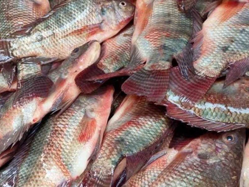 ريحة السمك قلبت السوق .. أسعار السمك اليوم البلطي والبوري طزاجة عالية