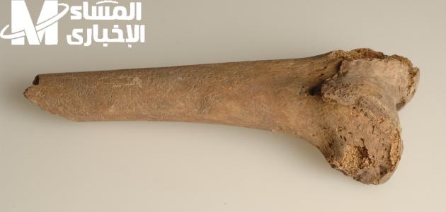 شعرك هيطير فوق .. نخاع العظام لتكثيف ونمو الشعر بسرعة جنونية وبنتيجة مذهلة تكثيف سريع