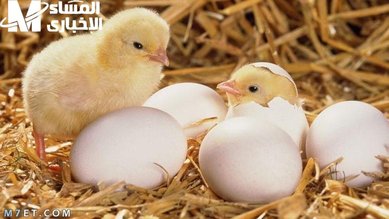 الكتكوت الأبيض والفراخ اليوم الجمعة