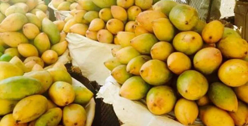 طريقة تخزين المانجو