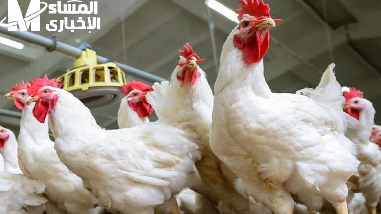 سعر الكتكوت الأبيض والفراخ اليوم