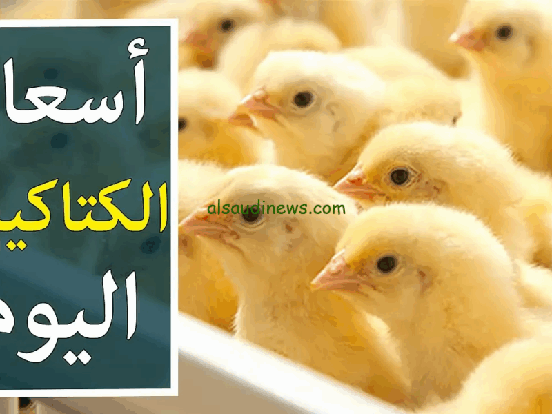 المطبخ اتفتح رسمي .. تعرف علي سعر الكتكوت الأبيض والفراخ اليوم الإثنين 19/5/2025 بهجة مطبخيّة