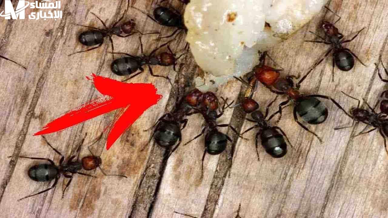 ودّع النمل والحشرات