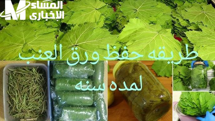 تخزين ورق العنب