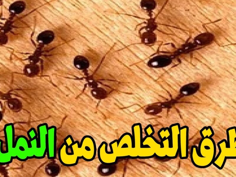 ودّع النمل والحشرات بخطوة بسيطة في بيتك باستخدام مكوّن طبيعي وآمن موجود في كل مطبخ