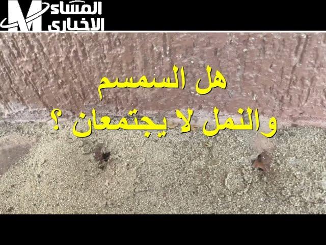 السمسم خلّصنا من النمل.. السر ورا استخدام السمسم لطرد النمل وازاي محلات الحلويات دايمًا فاضية منه