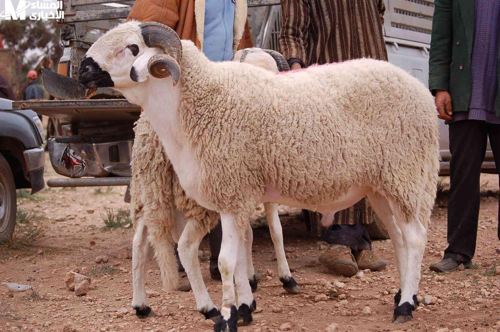 أسعار أضاحي
