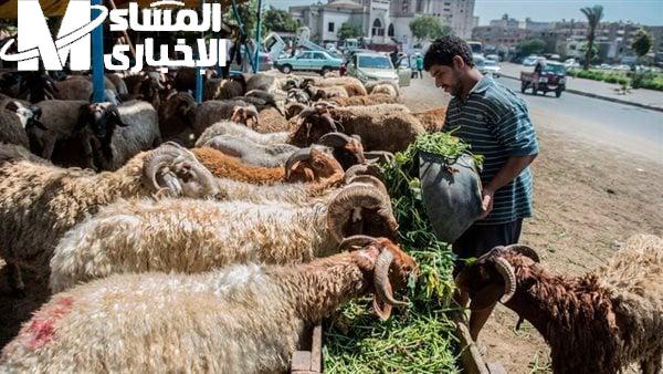 أسعار اللحوم والخراف والماعز في عيد الأضحى 2025