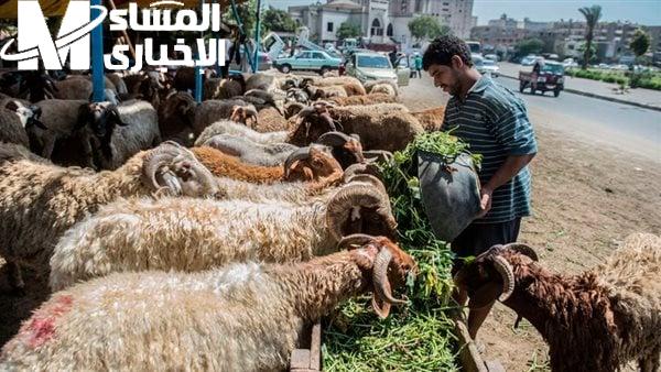 الميزان نطق بالخروف والعجل .. سعر الخروف قائم بالكيلو والعجول والماعز عيد الأضحى 2025