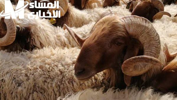 أسعار الأضاحي عيد الأضحى 2025