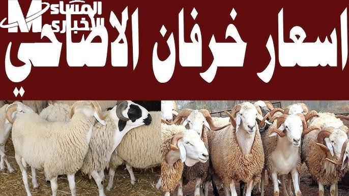 الأسعار ثابتة في الأسواق .. أسعار اللحوم والخراف والماعز في عيد الأضحى 2025 اختيار مثالي