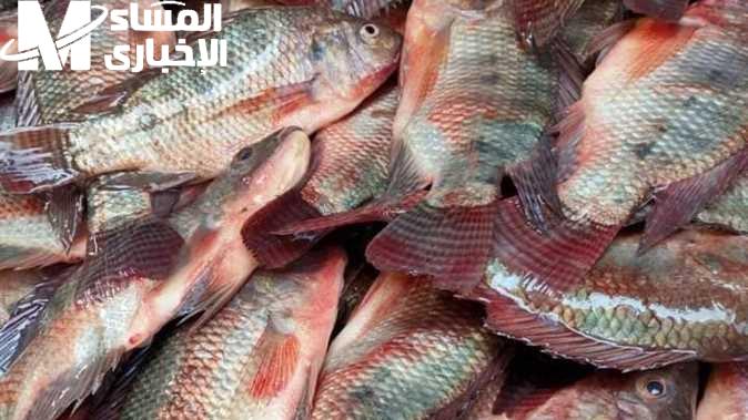 قفزة غير متوقعة في أسعار البلطي النهارده 15 مايو 2025…ماذا حدث في السوق
