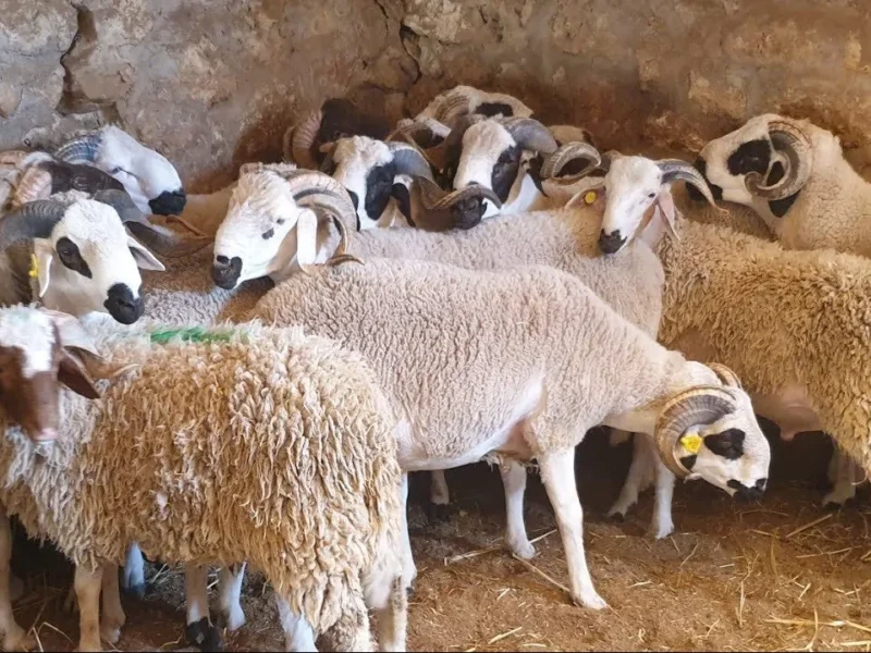 العيد هيدفئ الأسواق دلوقتي .. أسعار اللحوم والخراف والماعز في عيد الأضحى 2025 تفاصيل نارية