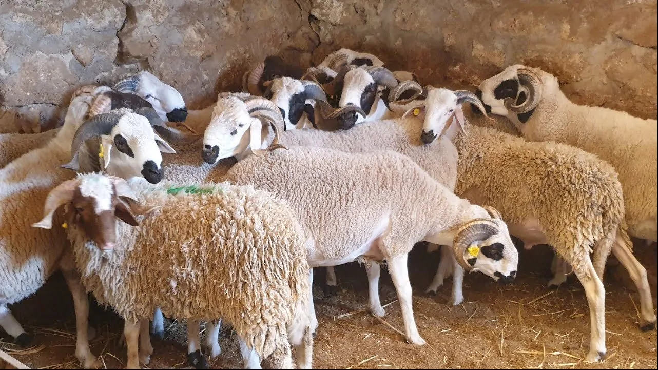 أسعار اللحوم والخراف والماعز