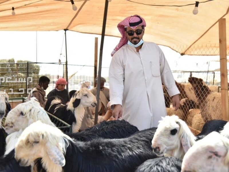 الخروف بين إيديك خلاص.. أماكن بيع الأضاحي 2025 في السعودية بأنواع مختلفة سهولة كبيرة